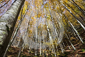 Trees seen from below in the Park of Foreste Casentinesi in Tuscany, Italy.