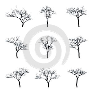Trees set silhouette. Coniferous forest. Isolated tree on white background.