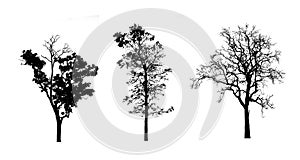 Trees set silhouette, Isolated tree on white background