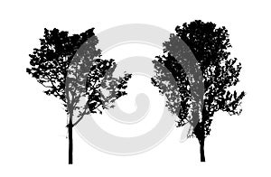 Trees set silhouette, Isolated tree on white background