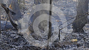 Trees that are severely damaged by fire