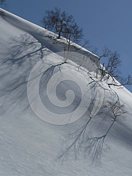 Trees shadows on snow photo