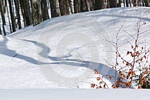 Trees shadows on the snow