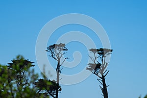Trees shaped and formed by South Taranaki winds