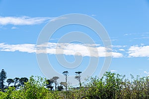 Trees shaped and formed by South Taranaki winds