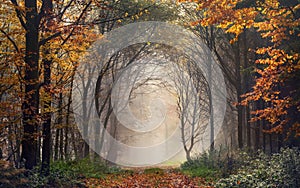 Trees shaping an archway in misty autumn forest