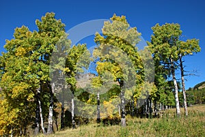Trees in Sheep River Valley