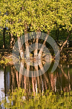 Trees shimmering in reflection during summer in Lindsay Ontario