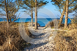 Trees on shore of the Baltic Sea in Graal Mueritz, Germany