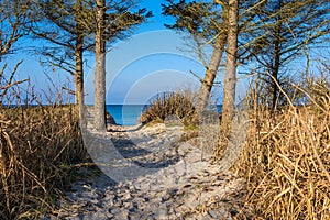 Trees on shore of the Baltic Sea in Graal Mueritz, Germany