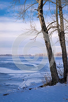 Trees on the shore of a frozen river icebound photo