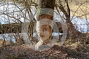 Trees on the shore of the lake gnawed by beavers