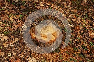 Trees on the shore of the lake are gnawed by beavers