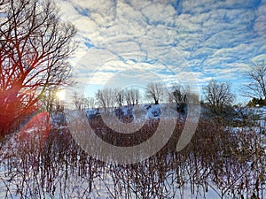 Trees and shrubs against the background of a delightful blue sky with feathery clouds and the sun`s contour light