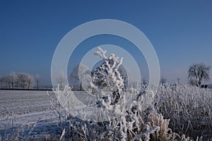 Trees and shrubs are covered in icy frost in winter