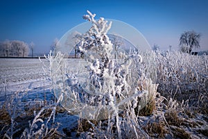 Trees and shrubs are covered in icy frost in winter