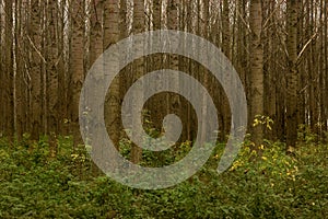 Trees and Shrubs in Dense Forest