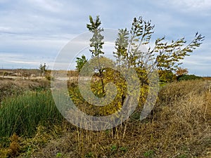 Trees and shrubs next to a creek