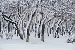 Trees and shrubs in the park covered with snow