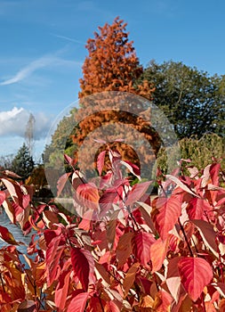 Trees and shrubs in stunning autumn colours, photographed by the lake at Wisley garden, Surrey UK.