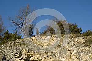 Trees and shrubs at top of a rockwall