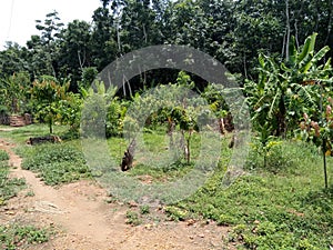 Trees, shrubs, vegetation plants