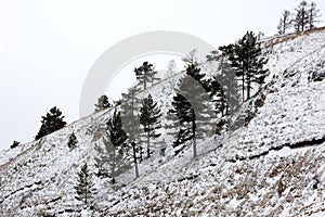 trees in the Siberian forest in winter