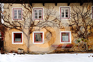 Trees by side of Italian house