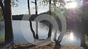 The trees on the side of the lake in Halkolampi Finland