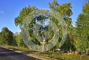 Trees on the side of the road