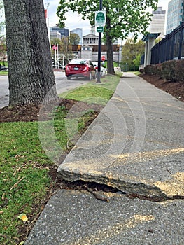 Trees and Sidewalk Conflict