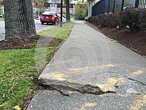 Trees and Sidewalk Conflict photo