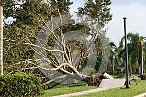 Trees and sidewalk are ripped up from Hurricane winds.