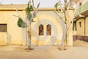 Trees in the sidewalk in the village of Faiyum