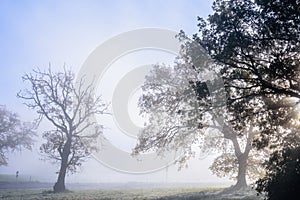 Trees silhouette in the misty morning.