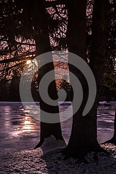 Trees Silhouette by the Sunset!