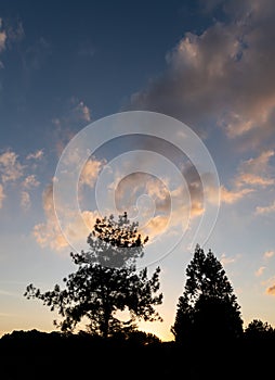 Trees silhouette at sunset with cloudy skies in Brazil