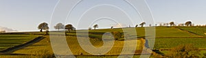 Trees silhouetted against an evening light on top of a patchwork field landscape.