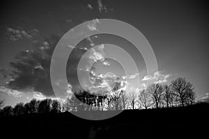 Trees silhouetted on horizon photo