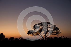 Trees silhouetted at sunrise