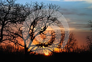 Trees silhouetted at sunset