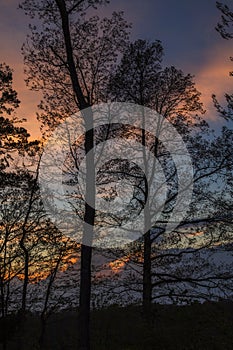 Trees Silhouetted, Sunset