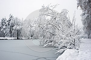 Trees silhouettes covered by the snow in border frozen river during a snowy day