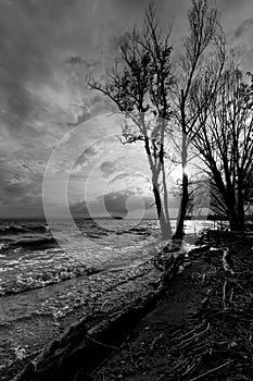 Trees silhouettes on a a lake