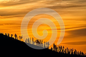 Siluety stromů v horách proti východu slunce. Tatry, Slovensko