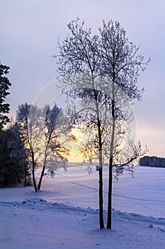 Trees silhouettes at sunrise