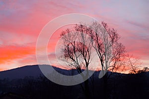 Trees silhouettes at sunset on vivid sky