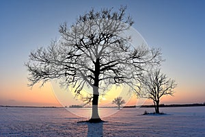 Trees silhouettes .Winter sunset .