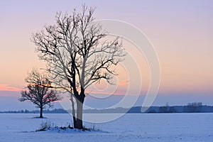 Trees silhouettes .Winter sunset .