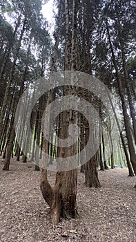 Trees from Sintra, the enchanted forest